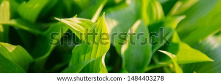 Green Foliage Lily of the Valley Plant in Sunlight in a Park. Spring Season. Web Banner.