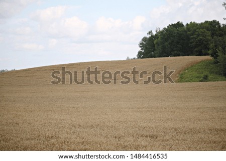 On the vast expanses of fields with ripened, yellowed, lush rye