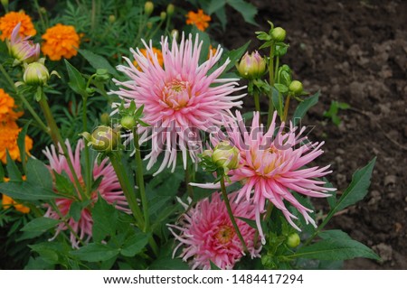 Beautiful pink dahlia in garden. A picture of the beautiful pink dahlia.