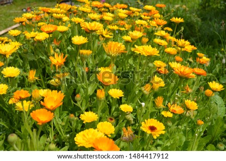 Yellow marigolds (calendula flowers) under the rays of the sun