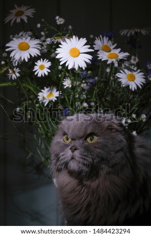 A big gray cat and a bouquet of daisies and cornflowers in the dark.