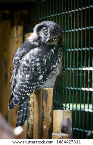 Portrait of an owl in a zoo