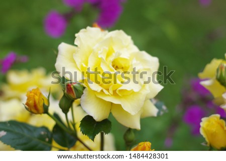 Summer flower. The flowers are bright. The buds are beautiful. Rose, clover, garden flowers