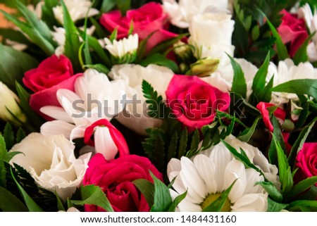 Rose flower. Flower in garden at sunny summer or spring day. Flower for postcard beauty decoration and agriculture concept design.