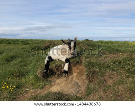 Icelandic Goat poses for a beautiful picture