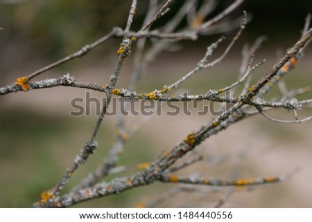Orange moss grows on a tree branch in a summer forest outdoors