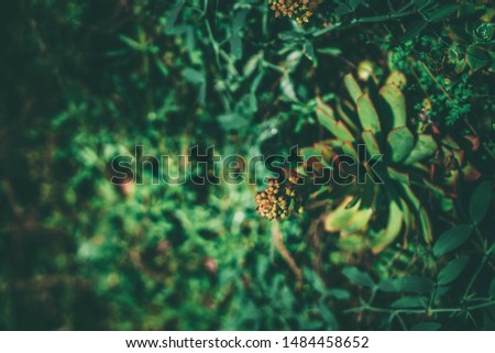 Wild succulent plants in vintage color tone for background