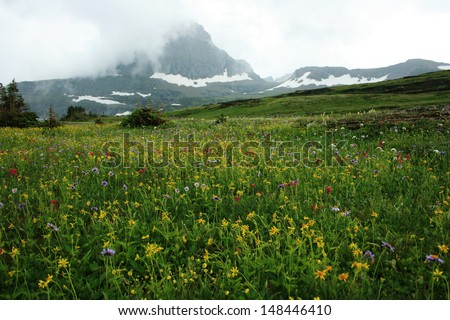 Wildflower meadows, Logan Pass, Glacier National Park, USA