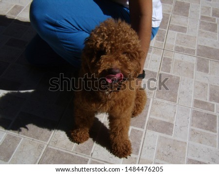 Brown poodle receiving pampering for a person with blue pants and white shirt, in a ceramic and concrete floor
