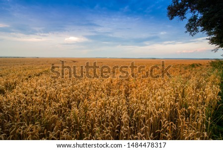 yellow wheat field at sunset light, evening light