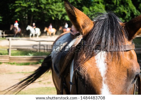 Close up of horse in stables riding school training people in background