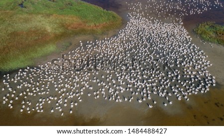 colony of pelicans in the Danube Delta, Romania