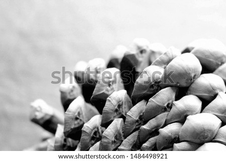 a pinecone in black and white