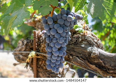 On an old vine, a bunch of ripe cabernet sauvignon grapes await harvest. Royalty-Free Stock Photo #1484504147