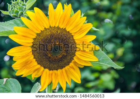 one big sunflower on a green background