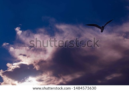seabird flying in sky and through clouds