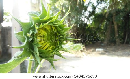 the process of sunflower blooming in the morning