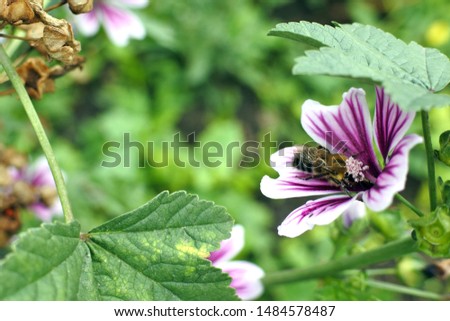 forest mallow flower with the Latin name Malva sylvestris grows in the garden