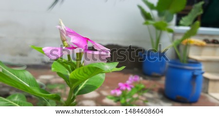 Picture of a pink Flower taken in closeup view in Jaipur 