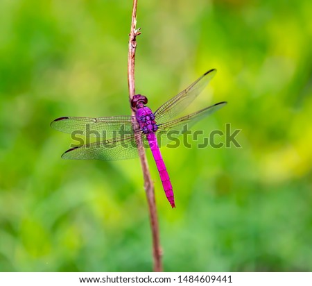 The Roseate Skimmer is a dragonfly                       Royalty-Free Stock Photo #1484609441