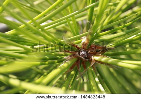 The center of pine needles to calm your heart