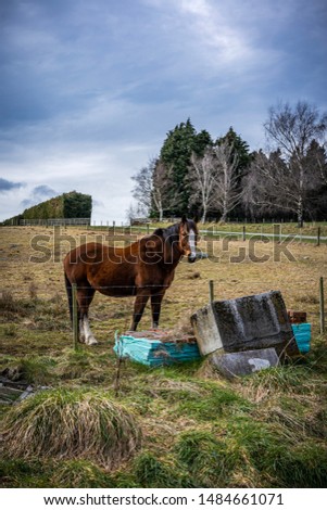 Brown horse at a farm