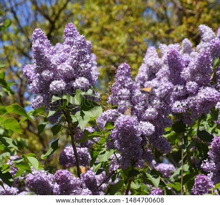 Flowers blooming lilac. Beautiful purple lilac flowers outdoors. Lilac flowers on the branches