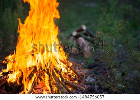 Bonfire in the forest with big fire flame