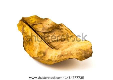 Old dry leaf texture of Rose Apple on white background