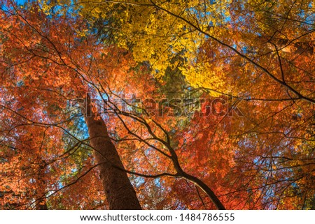 multi colour trees in the autumn forest