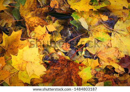 Autumn carpet of leaves of different colors.
Green grass covered with autumn leaves. Yellow Red Orange illuminated by the autumn sun.
