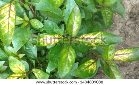 Leaf and flowers of agriculture, beautiful flowers of crops and flower plant.
