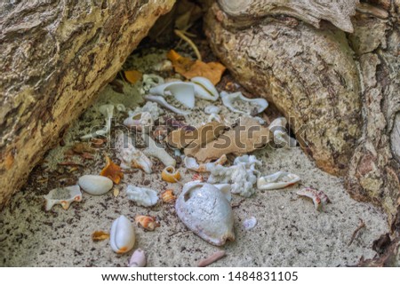This unique photo shows clams from the sea that have been touched to a tree stump. This picture was taken in the Maldives