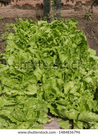 Crop of Home Grown Organic Lettuce (Lactuca sativa) Growing Through Weed Control Fabric on an Allotment in a Walled Vegetable Garden in Rural Cheshire, England, UK Royalty-Free Stock Photo #1484836796