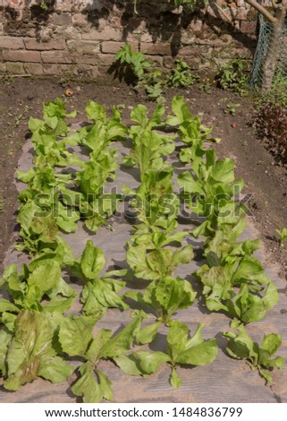 Crop of Home Grown Organic Lettuce (Lactuca sativa) Growing Through Weed Control Fabric on an Allotment in a Walled Vegetable Garden in Rural Cheshire, England, UK Royalty-Free Stock Photo #1484836799