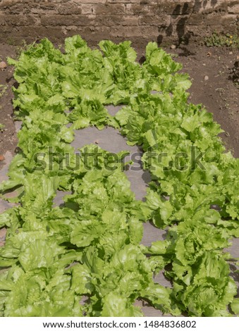 Crop of Home Grown Organic Lettuce (Lactuca sativa) Growing Through Weed Control Fabric on an Allotment in a Walled Vegetable Garden in Rural Cheshire, England, UK Royalty-Free Stock Photo #1484836802