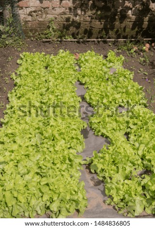 Crop of Home Grown Organic Lettuce (Lactuca sativa) Growing Through Weed Control Fabric on an Allotment in a Walled Vegetable Garden in Rural Cheshire, England, UK Royalty-Free Stock Photo #1484836805