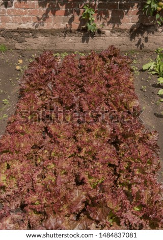 Crop of Home Grown Organic Red Lettuce (Lactuca sativa) Growing Through Weed Control Fabric on an Allotment in a Walled Vegetable Garden in Rural Cheshire, England, UK Royalty-Free Stock Photo #1484837081