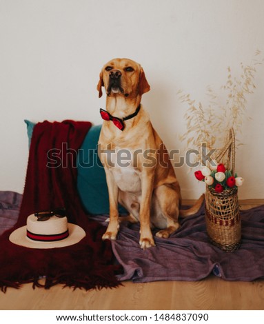 A beautiful labrador dog with basket of flowers and a hat. Cute colorful pets concept.  Retro animals concept. 