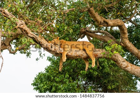 Tree Lions at Queen Elisabeth National Park Uganda Royalty-Free Stock Photo #1484837756