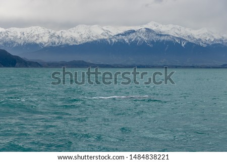  New Zealand landscape with whale under water surface 