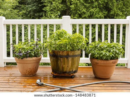 Horizontal photo of a home herb garden, with watering hose in front of pots on cedar deck with white railings and trees in background