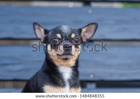 Chihuahua is sitting on the bench. Pretty brown chihuahua dog standing and facing the camera. chihuahua has a cheeky look. The dog walks in the park. Black-brown-white color of chihuahua.