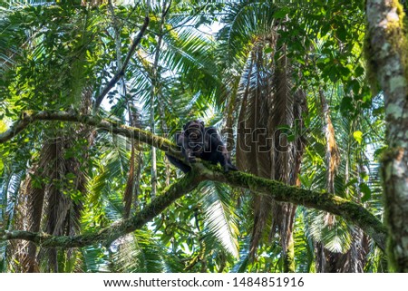 Chimpanzee in the deep jungle