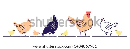 Chickens flat vector illustration. Multicolor chicks, hens and and rooster cartoon isolated design elements with outline. Chicken meat production, bird breeding. Poultry farm, animal husbandry Royalty-Free Stock Photo #1484867981