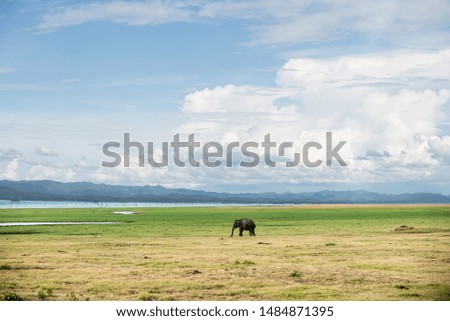 Grass-eating elephant pictures In the open grassland And having beautiful mountains and skies as a backdrop
