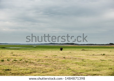 Grass-eating elephant pictures In the open grassland And having beautiful mountains and skies as a backdrop
