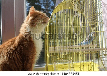 bright orange cat sit near cage with blue parrot 