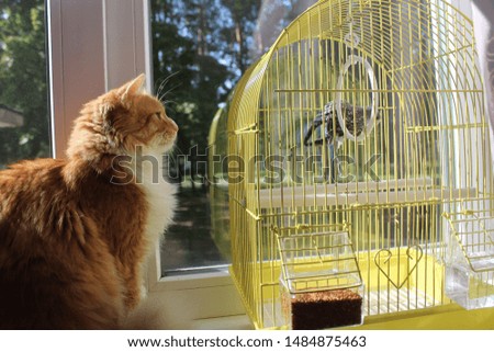 bright orange cat sit near cage with blue parrot 