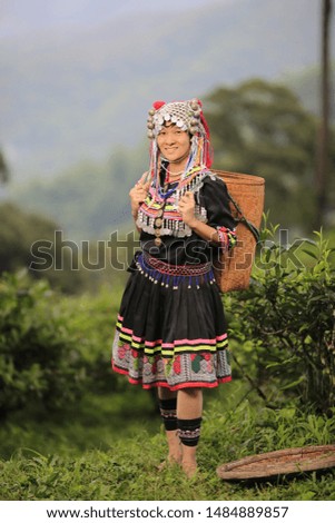 Hill tribe Asian woman in traditional clothes collecting tea leaves with basket in tea plantations terrace, Chiang mai, Thailand collect tea leaves 